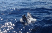 dolphins-ponta-delgada-4