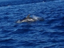 dolphins-ponta-delgada-6