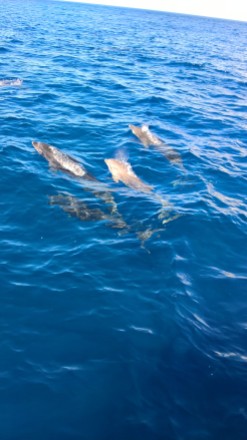 dolphins-ponta-delgada